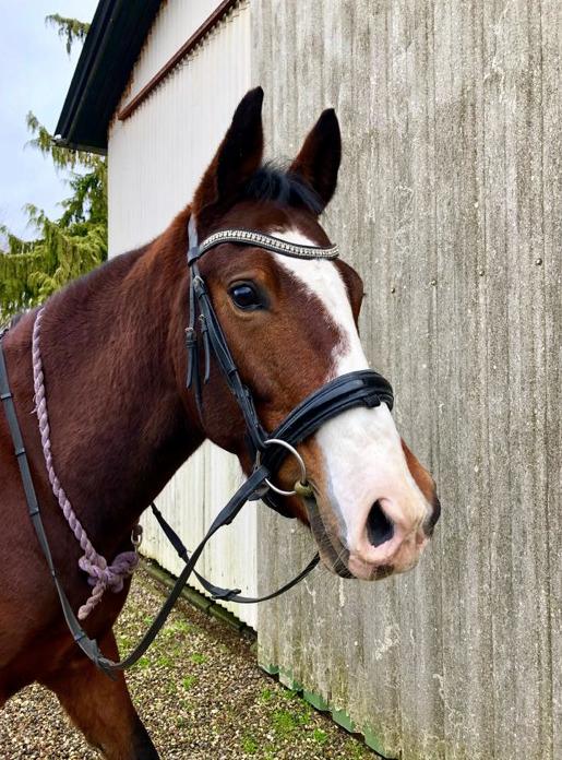 Anden særlig race Marguerit's nemo billede 17