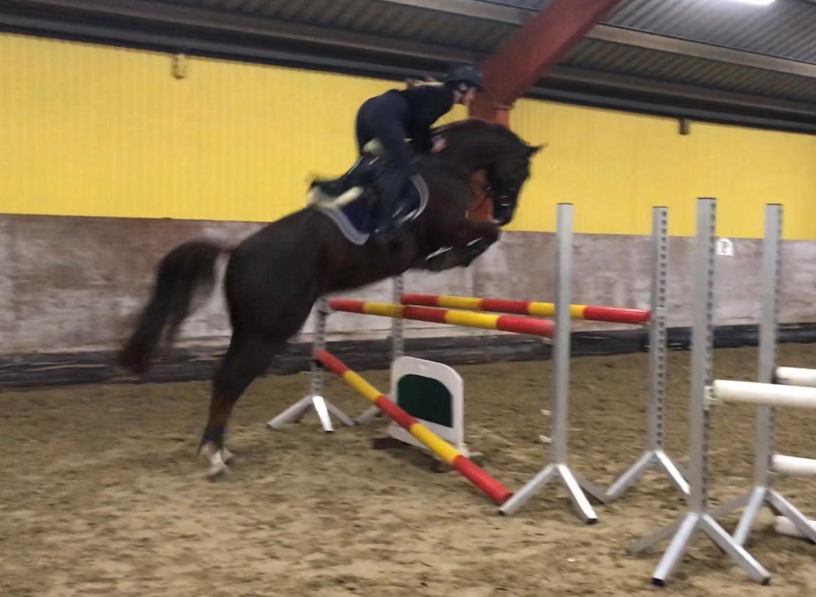 Dansk Varmblod Apollo Hit billede 10