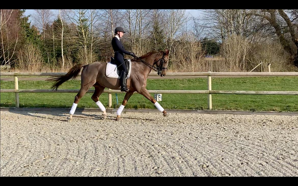 Dansk Varmblod Apollo Hit billede 13