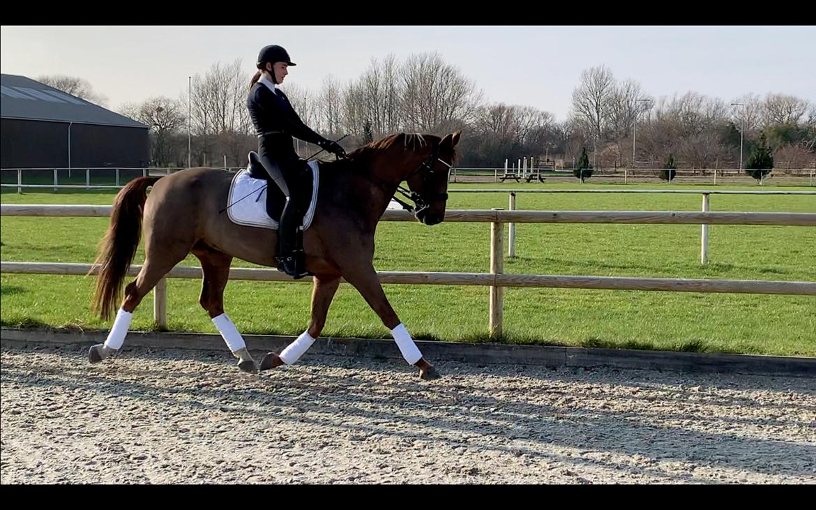 Dansk Varmblod Apollo Hit billede 6