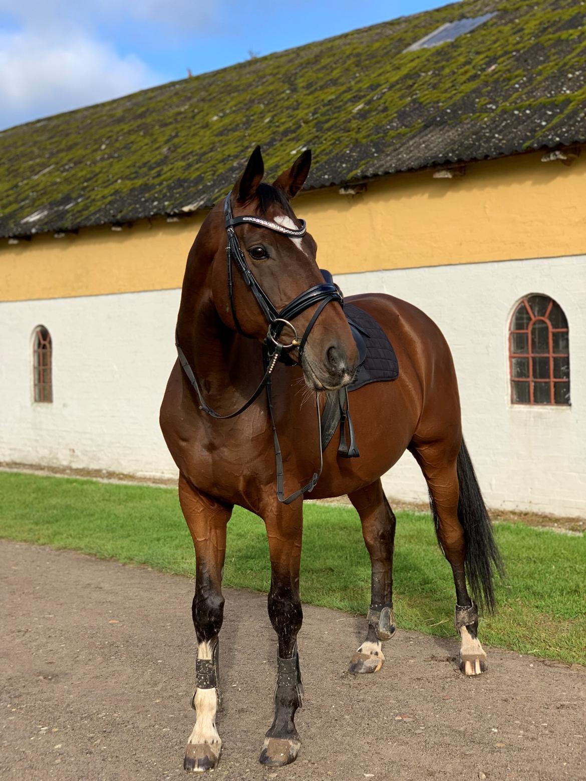 Trakehner Mølholm Eskobar  billede 7