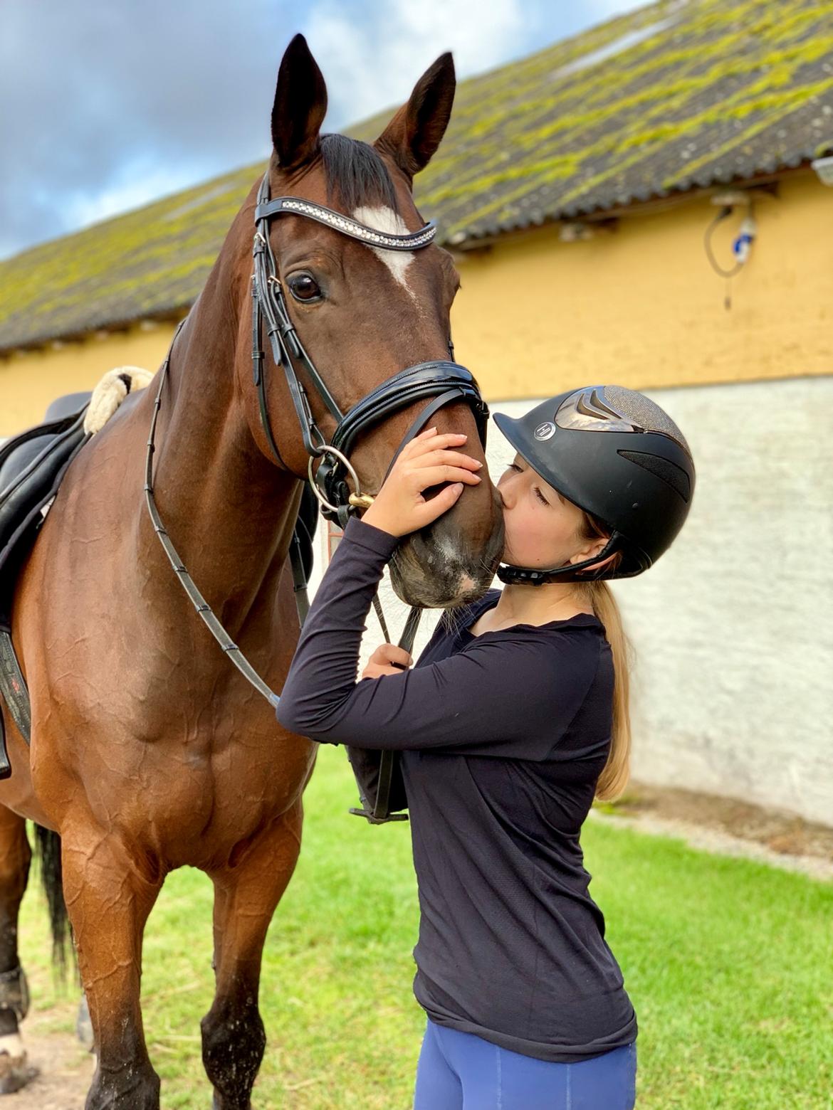 Trakehner Mølholm Eskobar  billede 8