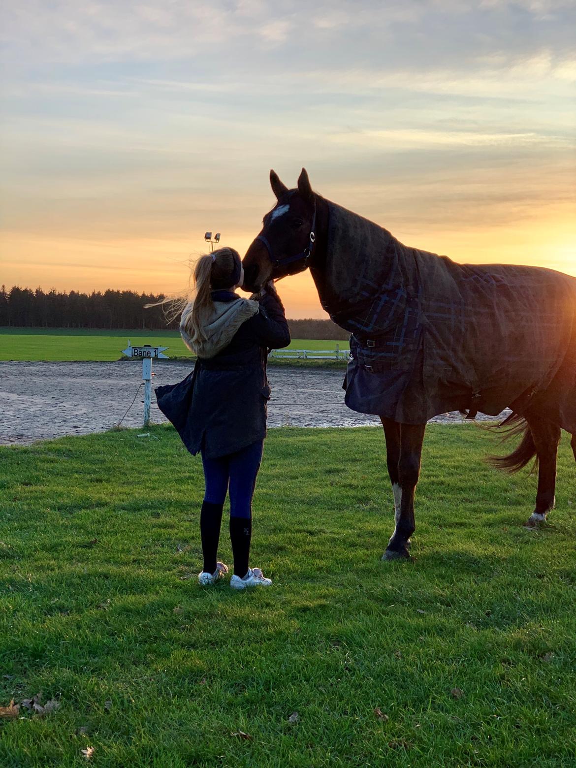 Trakehner Mølholm Eskobar  billede 10