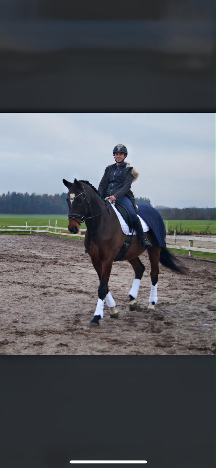 Trakehner Mølholm Eskobar  billede 9