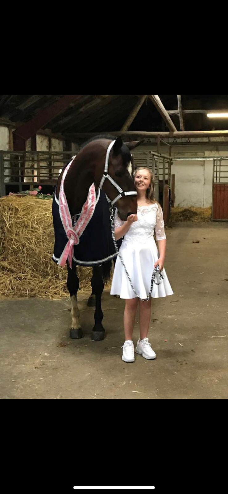 Trakehner Mølholm Eskobar  billede 5