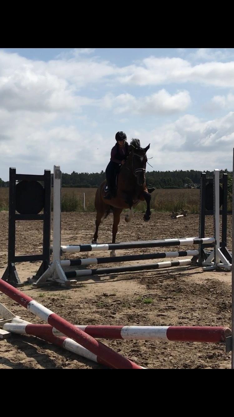Trakehner Mølholm Eskobar  billede 11