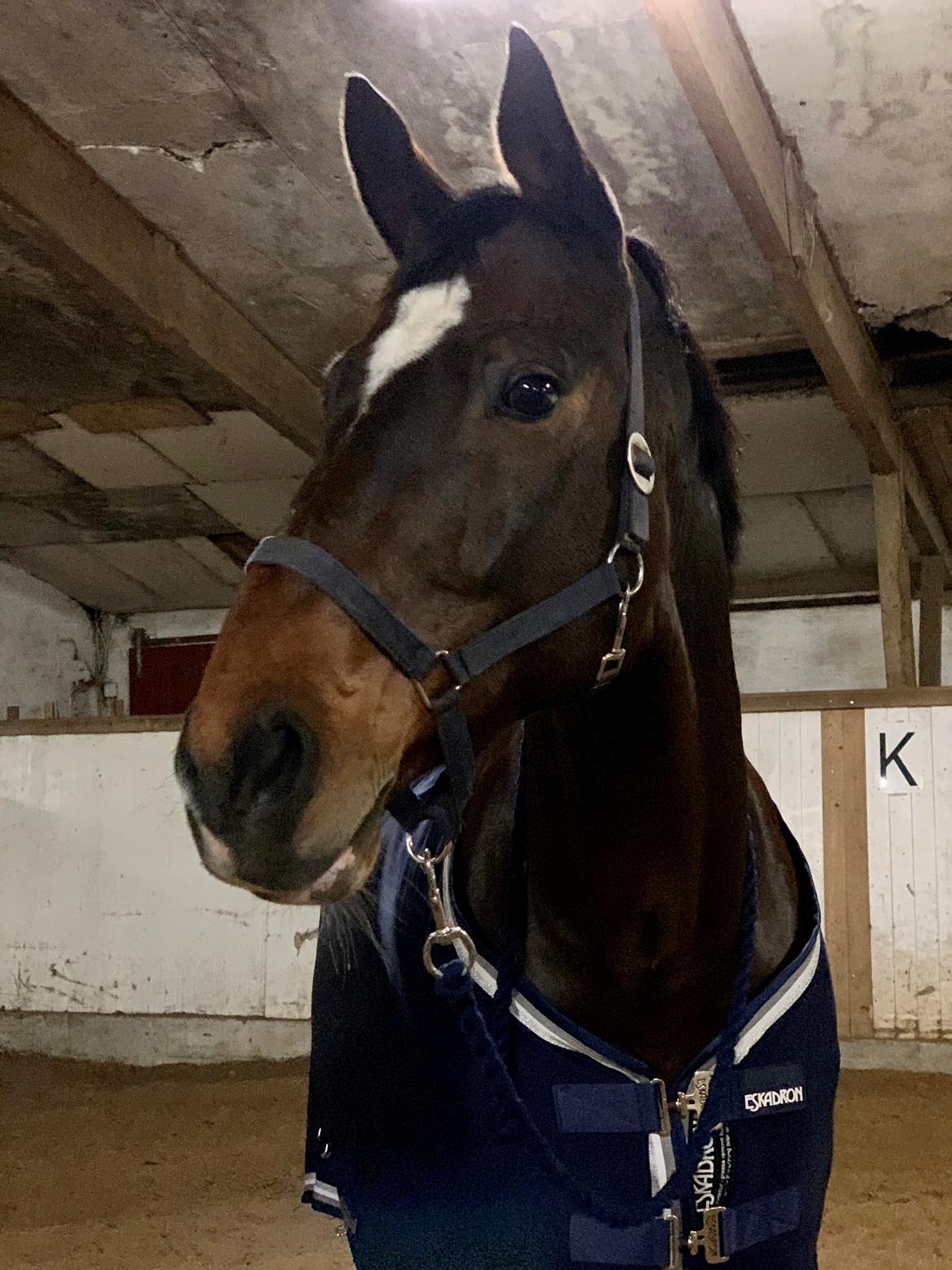 Trakehner Mølholm Eskobar  billede 12