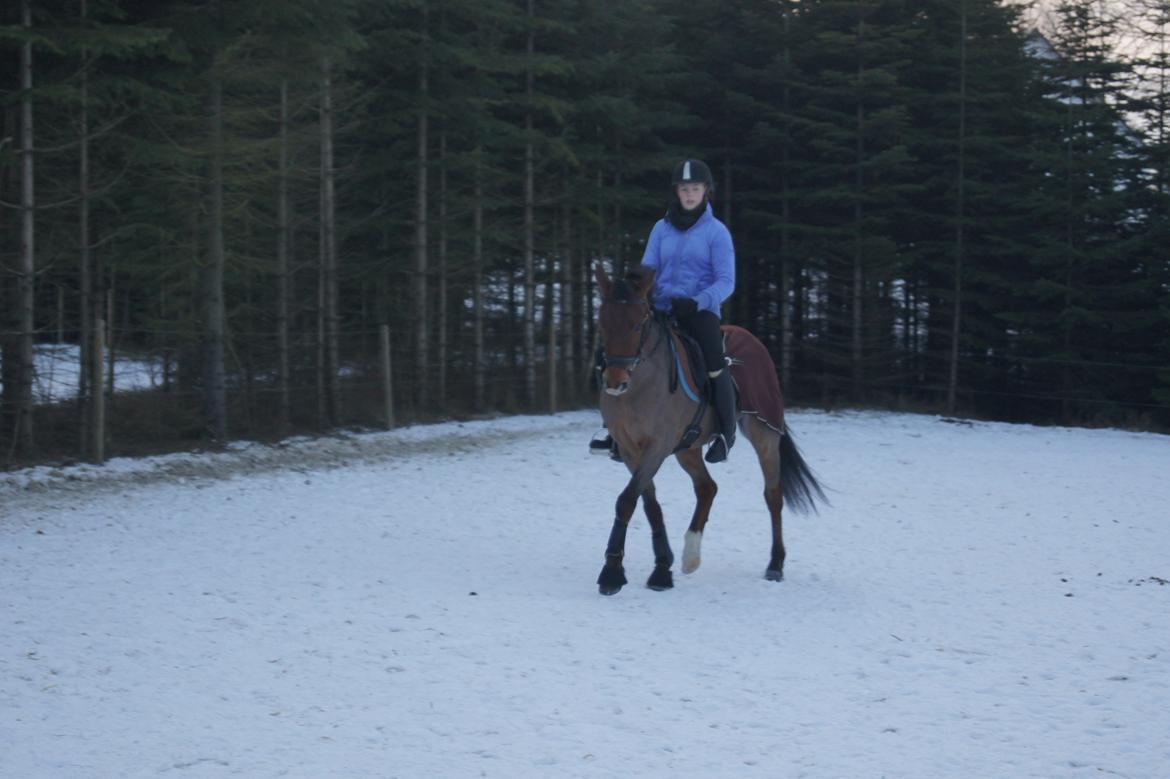 Tysk Sportspony Lienes billede 3