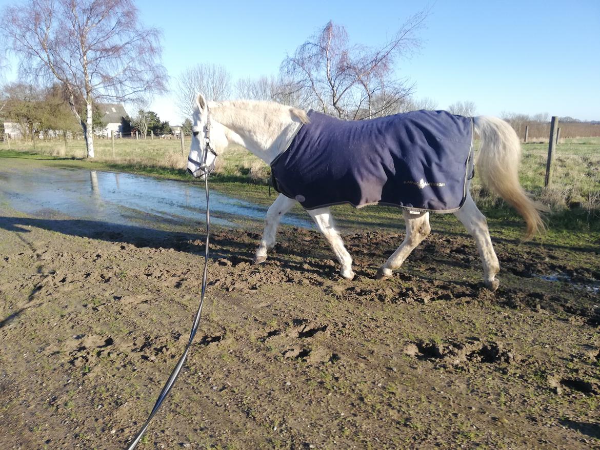 Anden særlig race Kaiser  billede 18