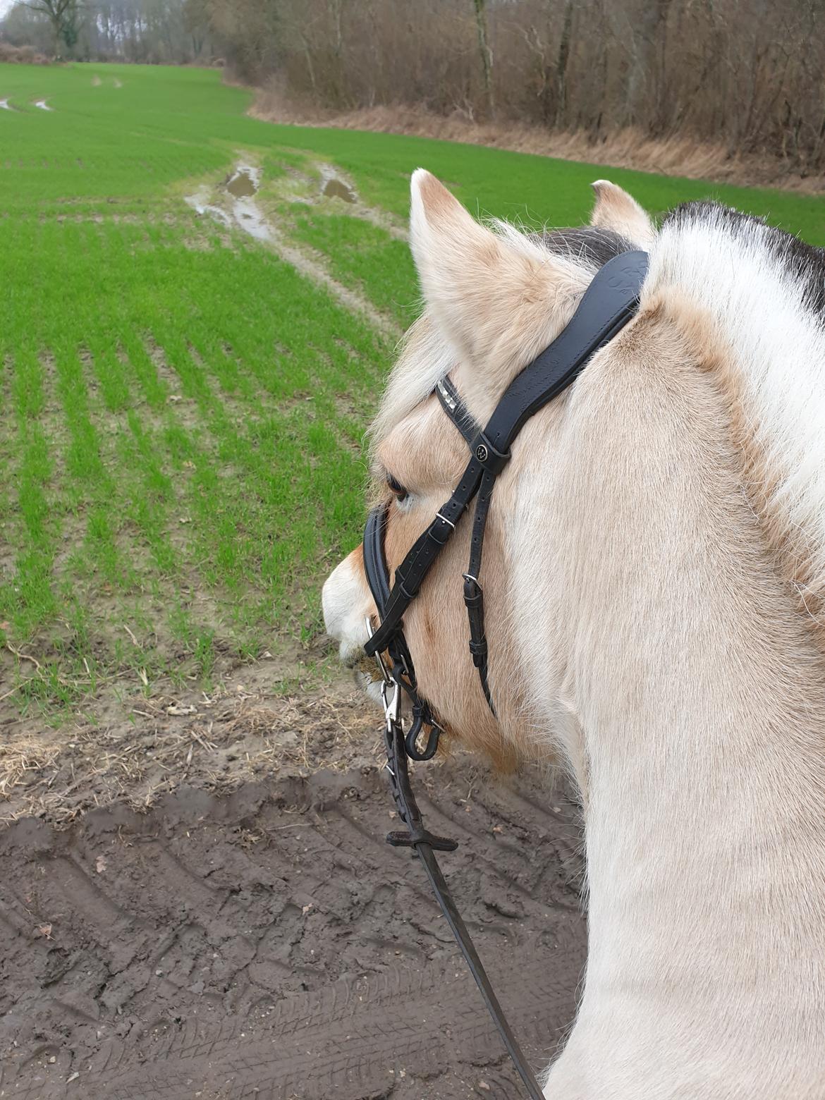 Fjordhest Ph's benjamin R.I.P billede 32