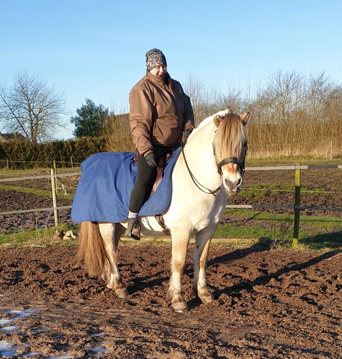 Fjordhest Ph's benjamin R.I.P billede 33