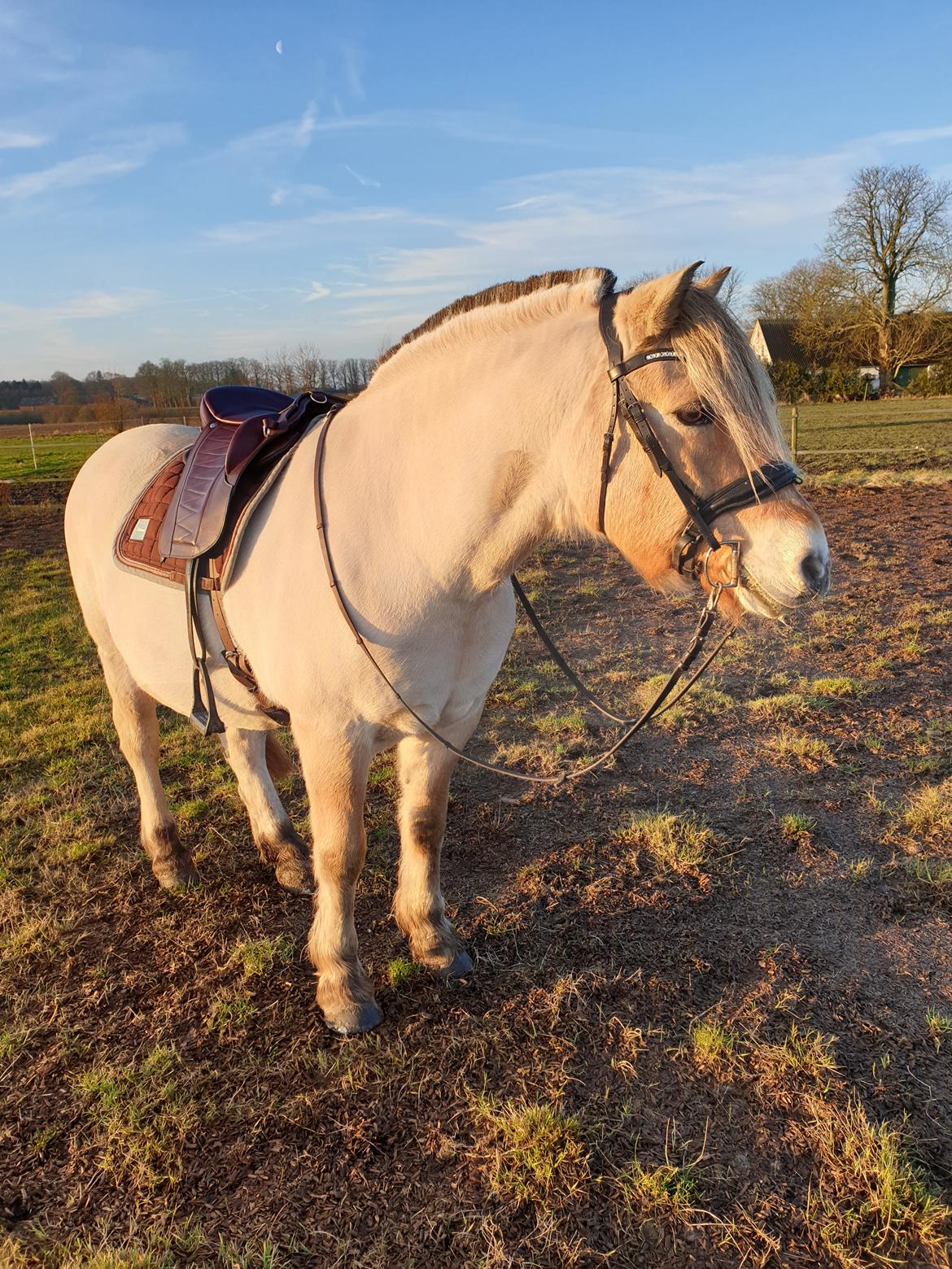 Fjordhest Ph's benjamin R.I.P billede 34