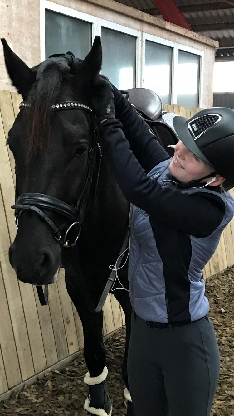 Tysk Oldenburger Asgard's Alibaba billede 13