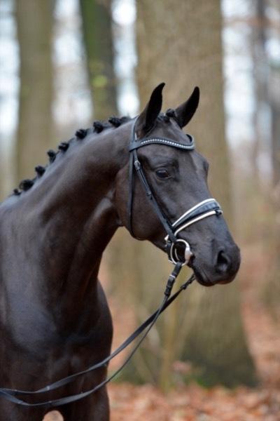 Tysk Oldenburger Asgard's Alibaba billede 7