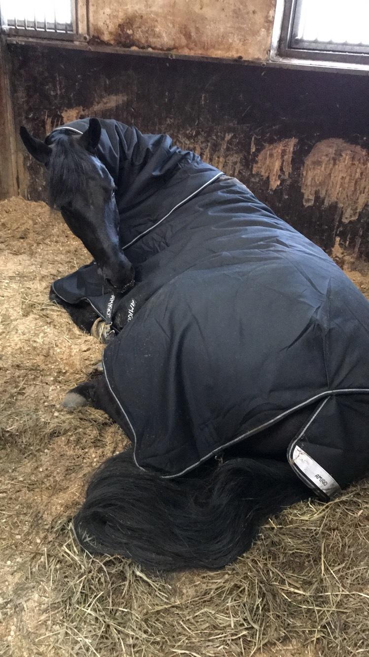 Tysk Oldenburger Asgard's Alibaba billede 14