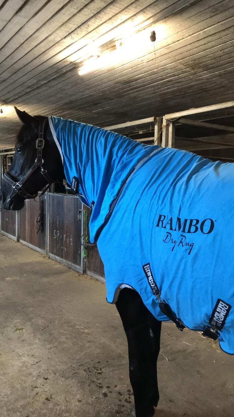 Tysk Oldenburger Asgard's Alibaba billede 15