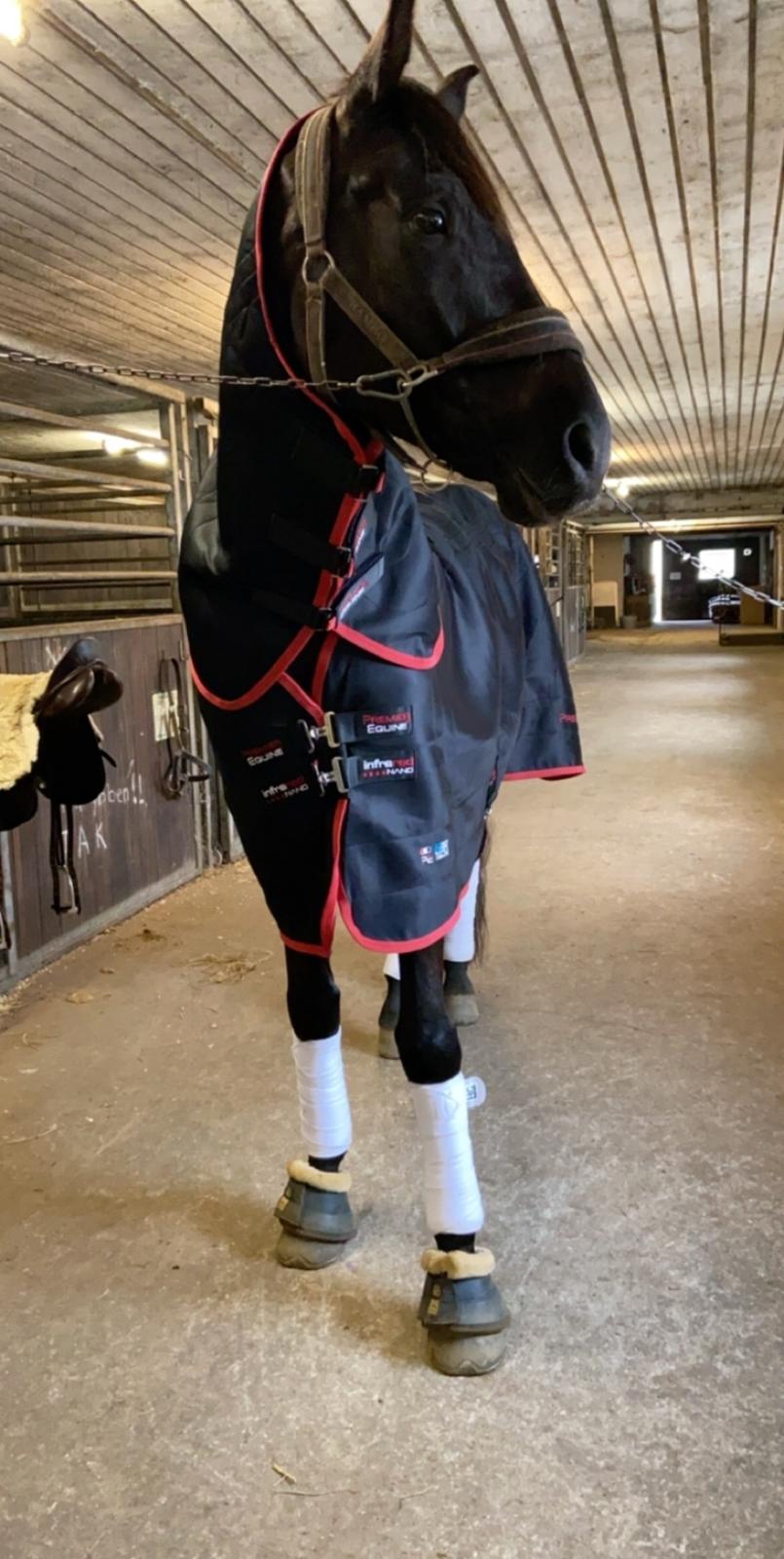 Tysk Oldenburger Asgard's Alibaba billede 17