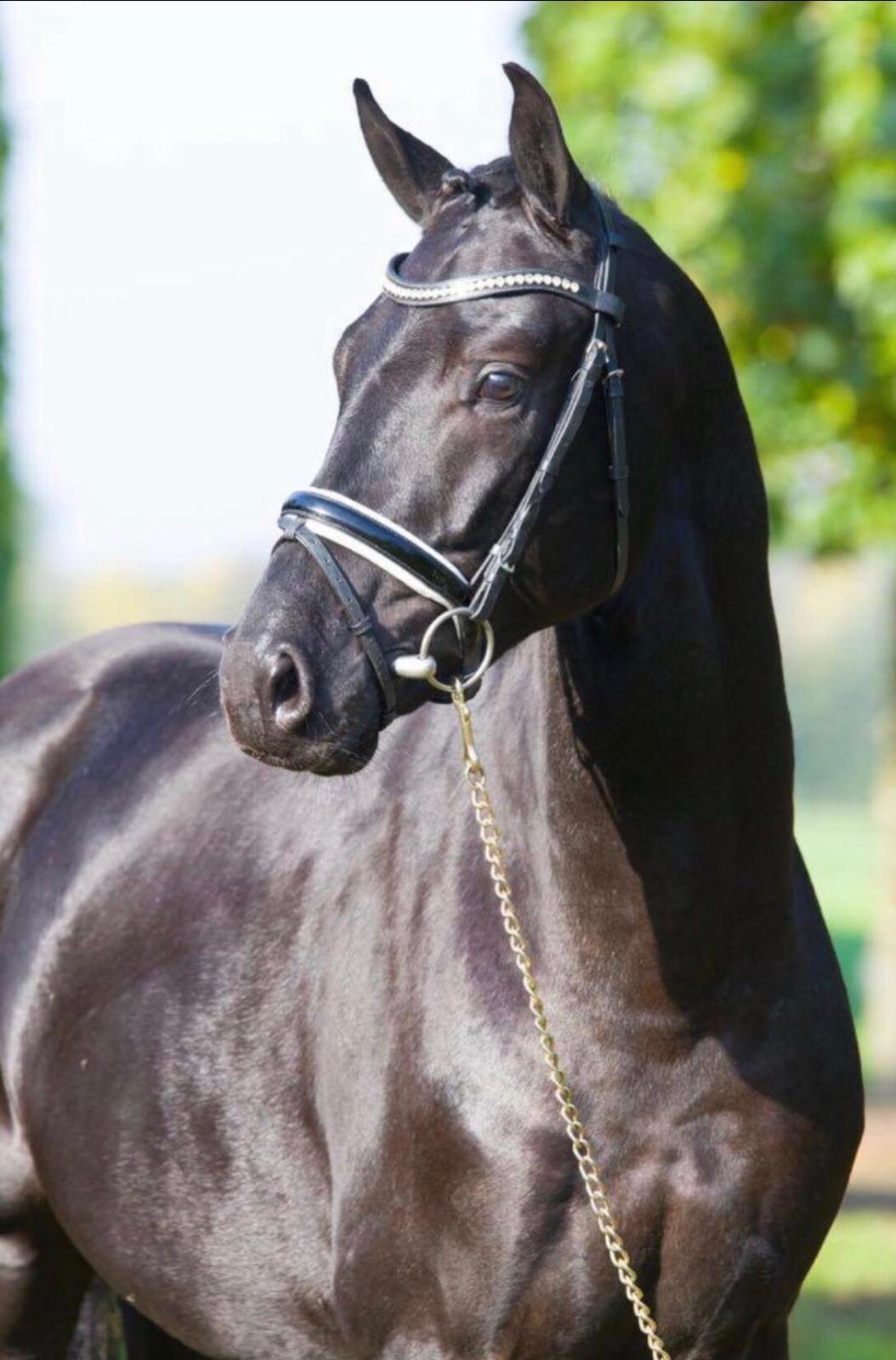 Tysk Oldenburger Asgard's Alibaba billede 5