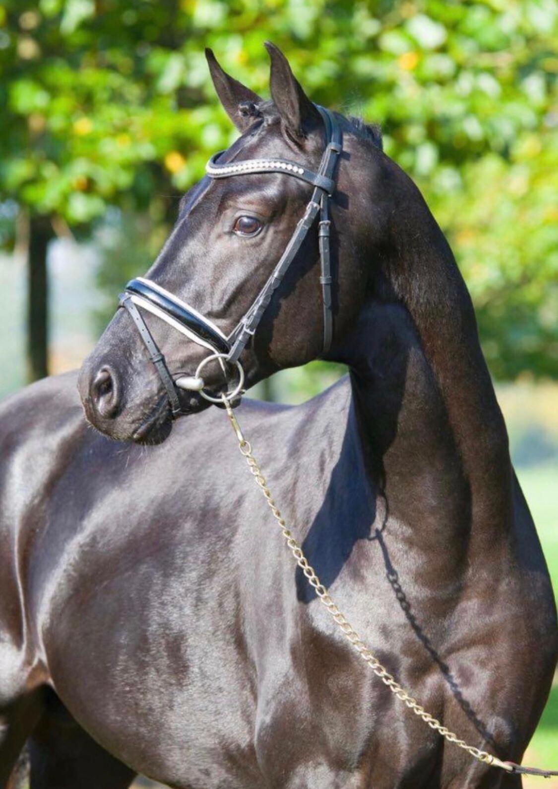 Tysk Oldenburger Asgard's Alibaba billede 3