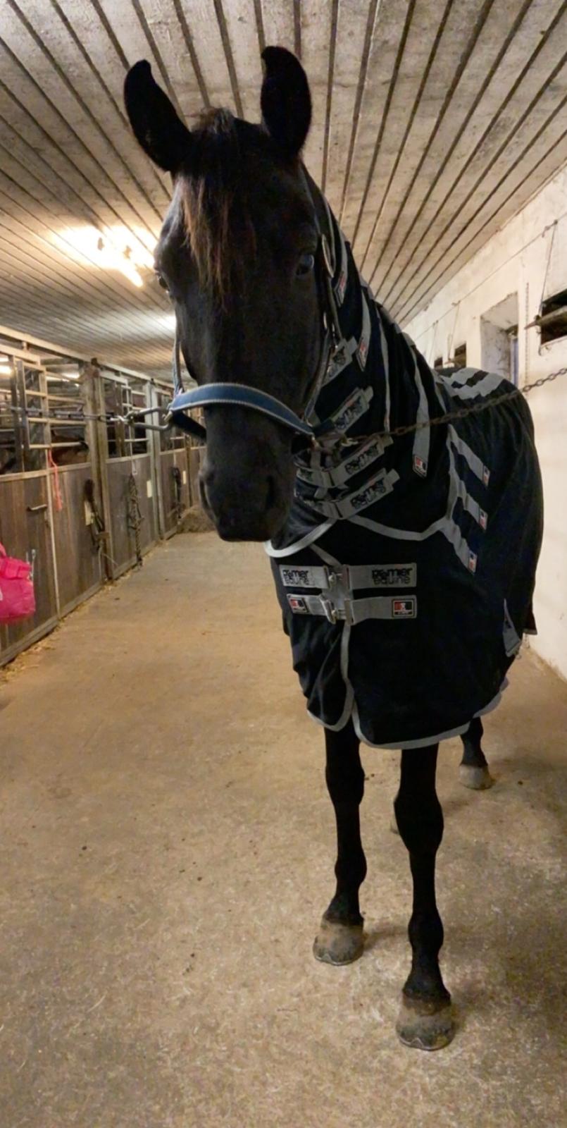 Tysk Oldenburger Asgard's Alibaba billede 18