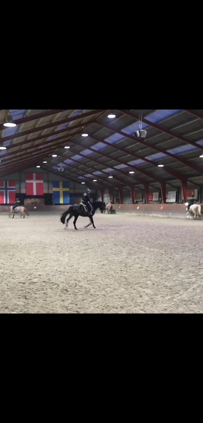 Dansk Varmblod I Ejerbækgaards Tenor billede 16