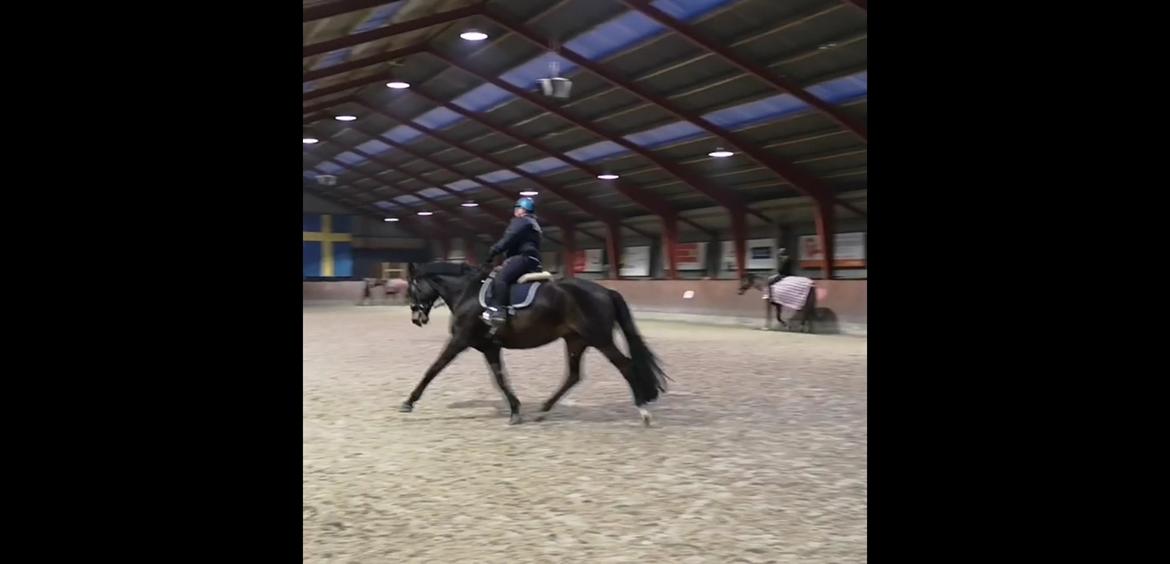 Dansk Varmblod I Ejerbækgaards Tenor billede 20