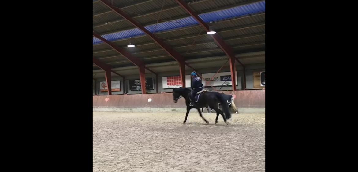 Dansk Varmblod I Ejerbækgaards Tenor billede 21