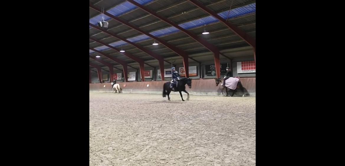 Dansk Varmblod I Ejerbækgaards Tenor billede 18