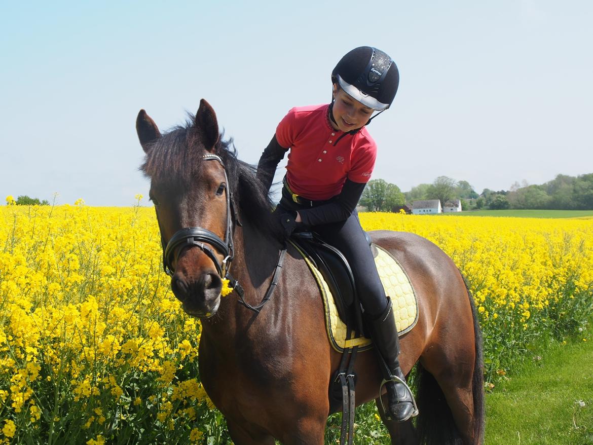 New Forest Elmholts Lisabell - Bell er altid lidt sulten  billede 2