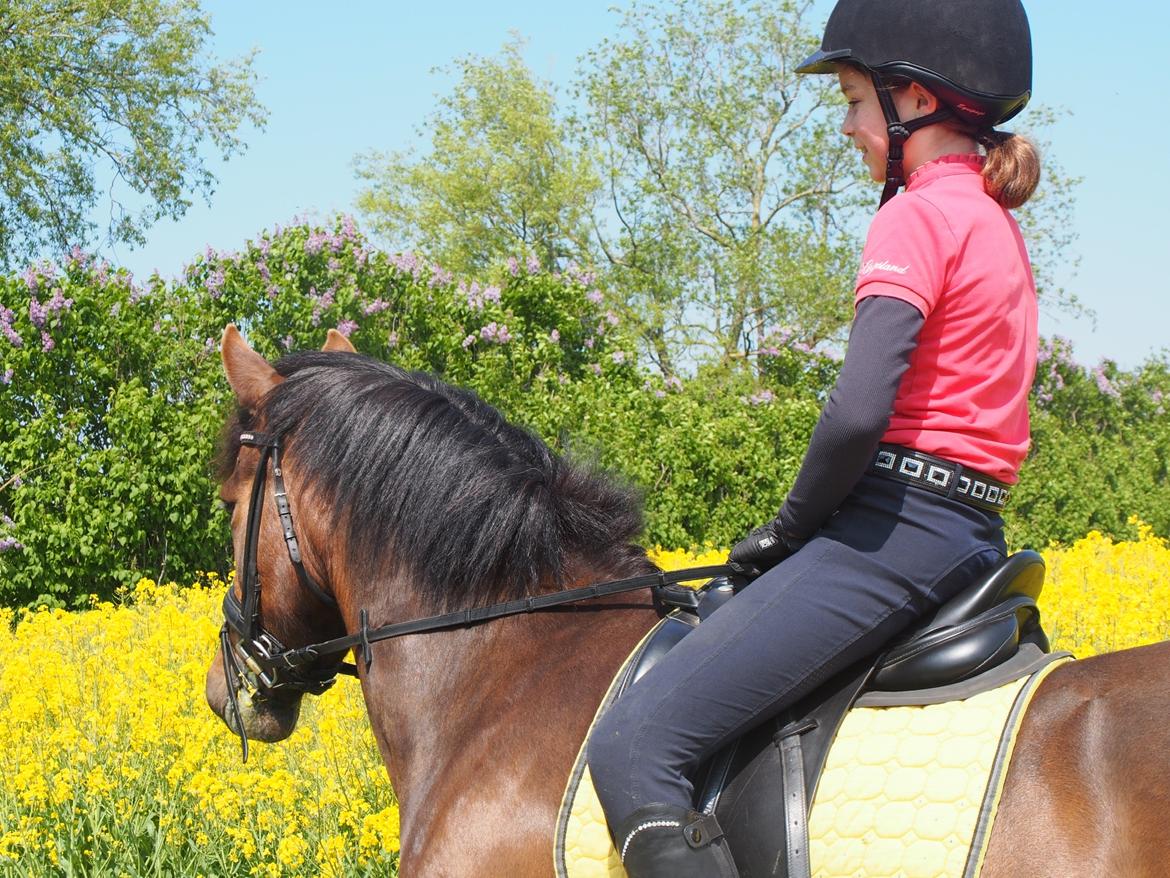 New Forest Elmholts Lisabell billede 4