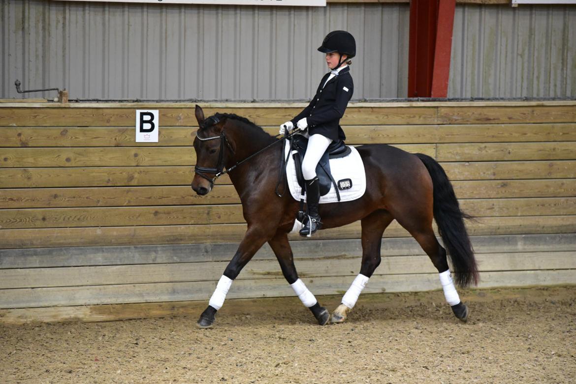 New Forest Elmholts Lisabell billede 12