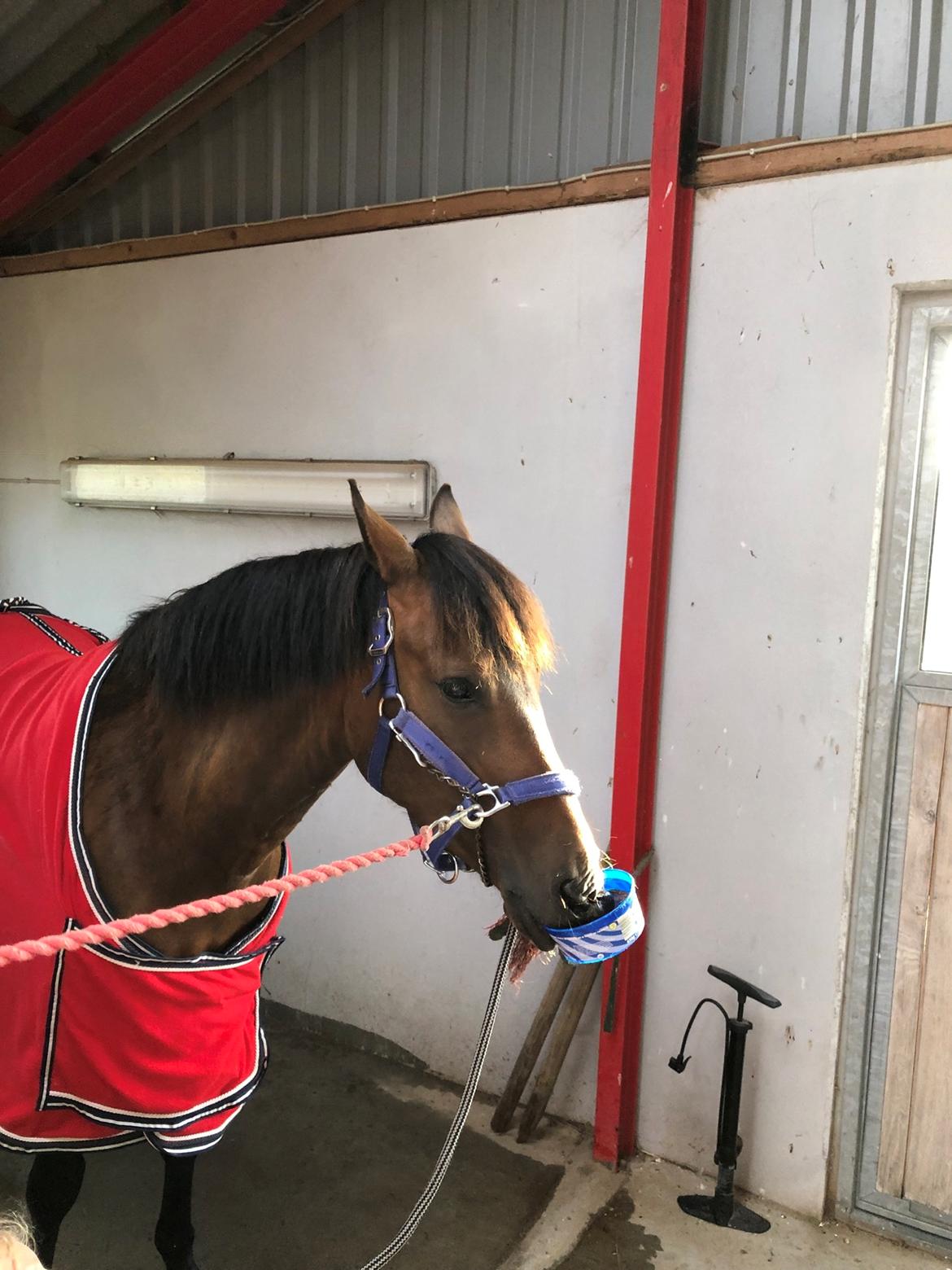 New Forest Elmholts Lisabell - Tosse Bell vil ikke slippe slikstenen billede 7