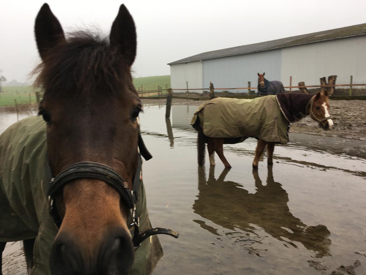 New Forest Elmholts Lisabell - der er meget vand på foldene så Bell er blevet til en søhest billede 13