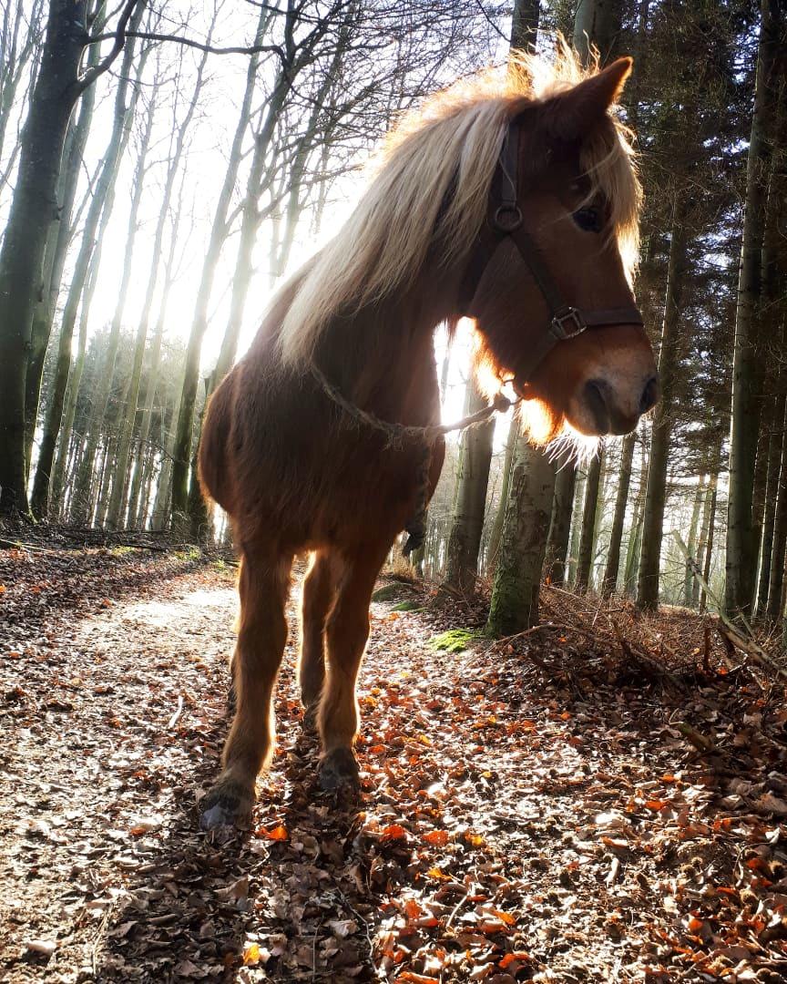 Islænder Syrpa fra Gyllingnæs billede 20
