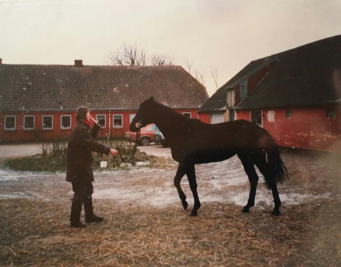 Trakehner Elise - her er hun 2 år og jeg har lige fået hende hjem på rideskolen  billede 2