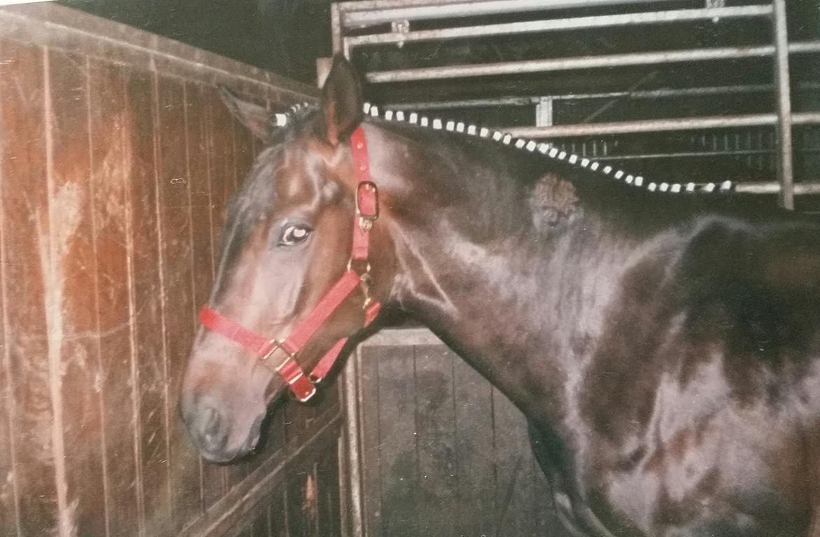 Trakehner Elise - her har hun lige fået sit brændmærke det viser at hun er i hovedestambogen  billede 5