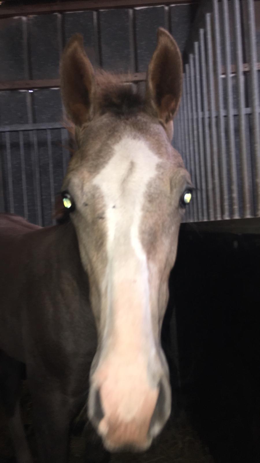 Hollandsk Varmblod Mr. HotchiPotschi - Seebach 6 måneder billede 1