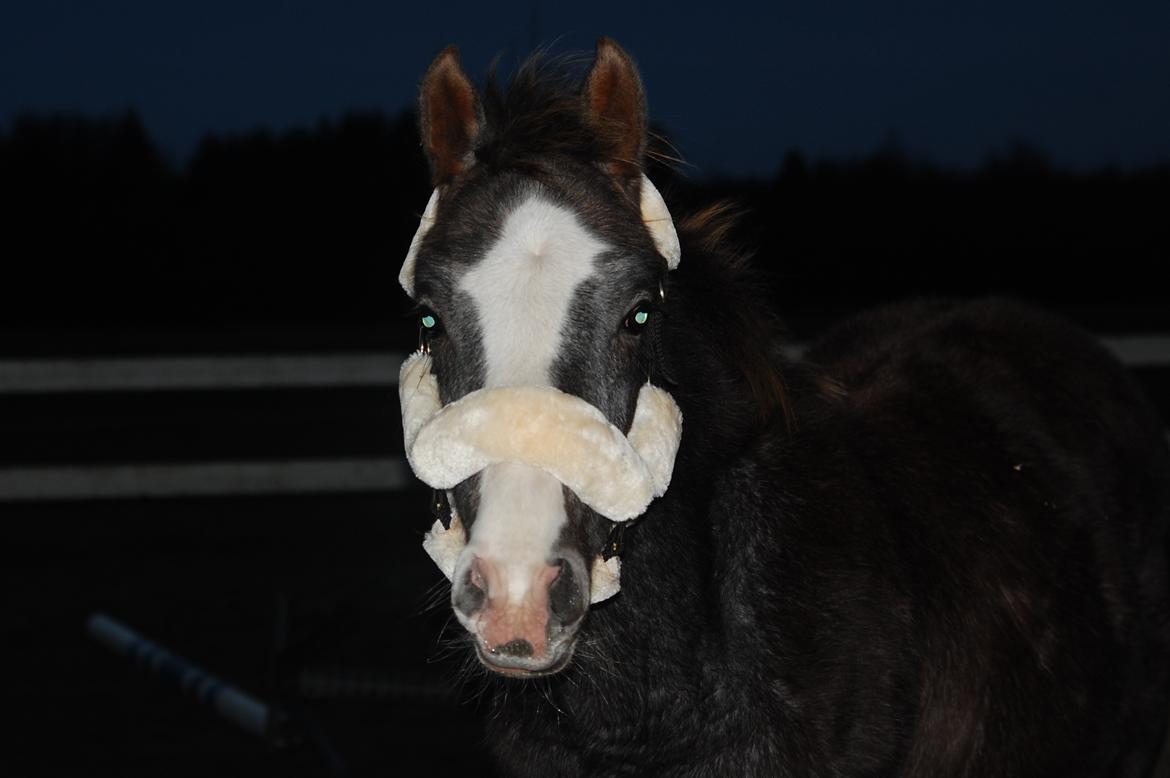 Hollandsk Varmblod Mr. HotchiPotschi - Seebach 9 måneder billede 2
