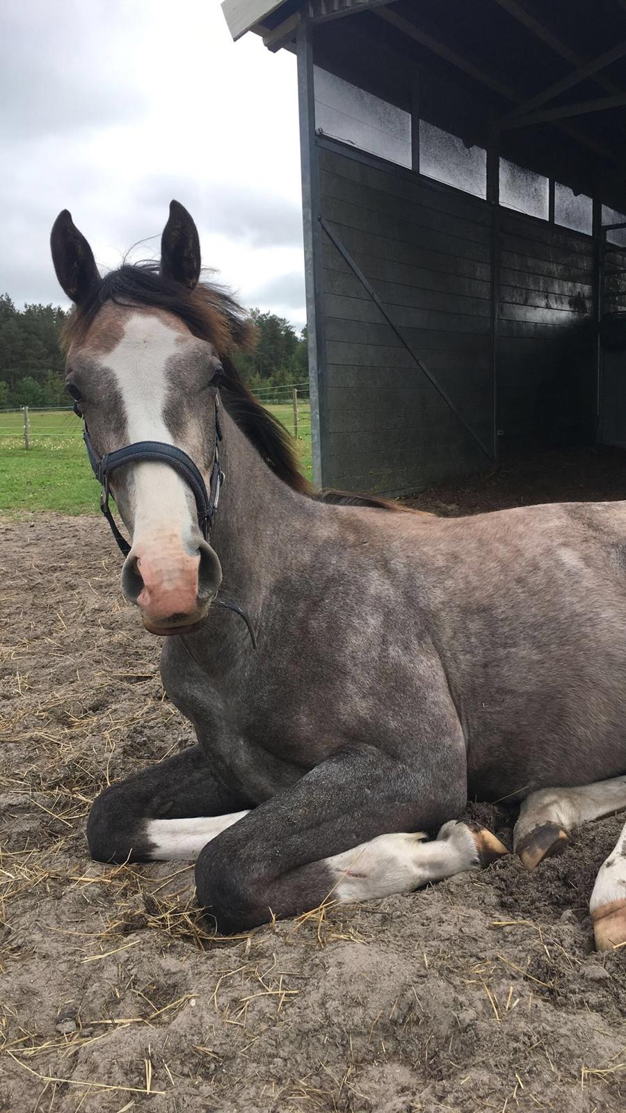 Hollandsk Varmblod Mr. HotchiPotschi billede 4