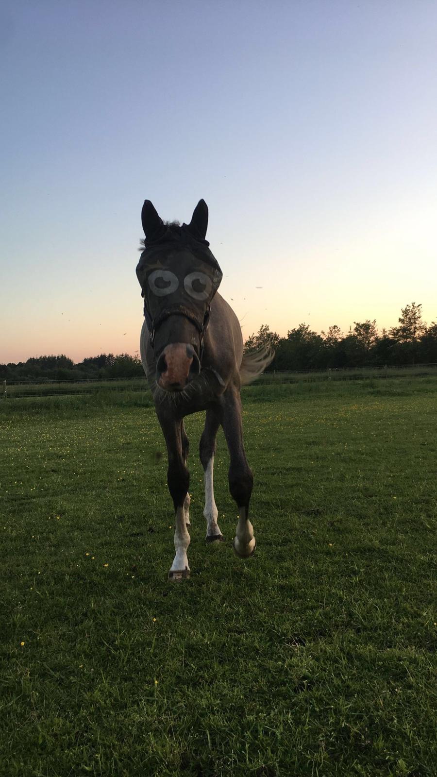 Hollandsk Varmblod Mr. HotchiPotschi - Seebach i sommers, hvor hans pandelok måtte lade livet.. billede 3