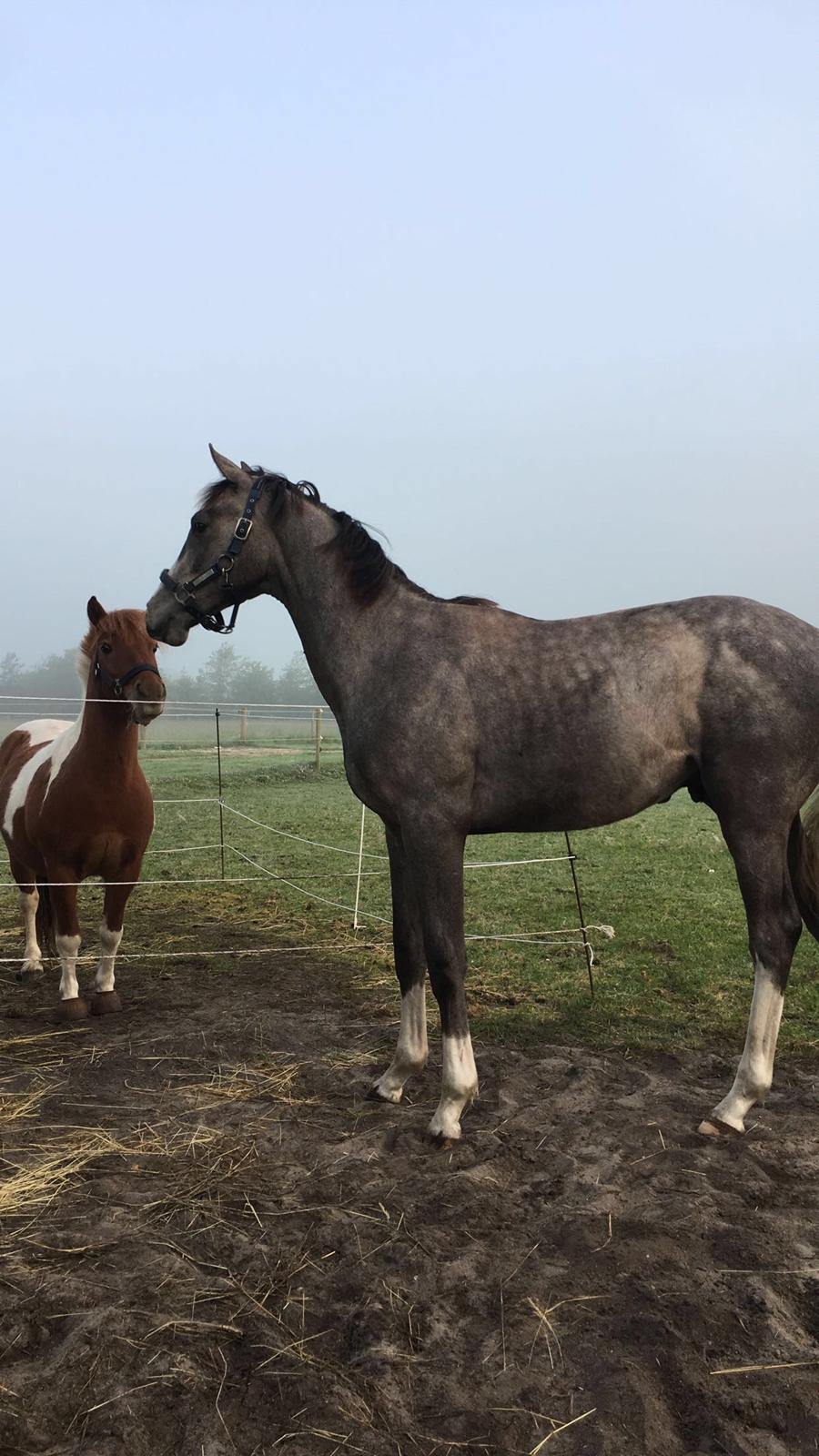 Hollandsk Varmblod Mr. HotchiPotschi - Seebach med min 3'er pony Percy billede 6