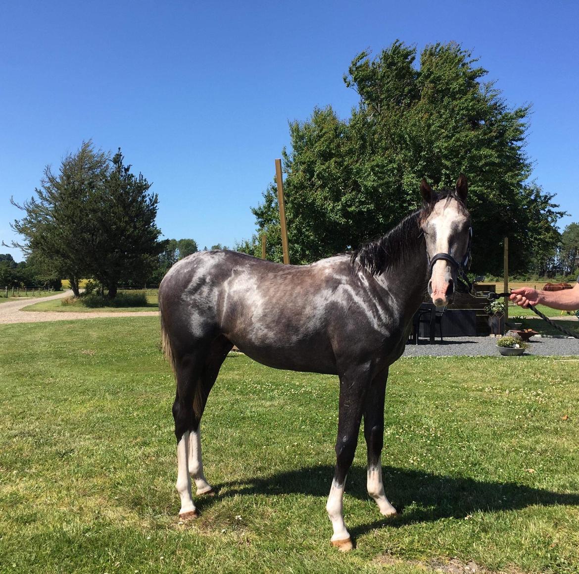 Hollandsk Varmblod Mr. HotchiPotschi billede 7