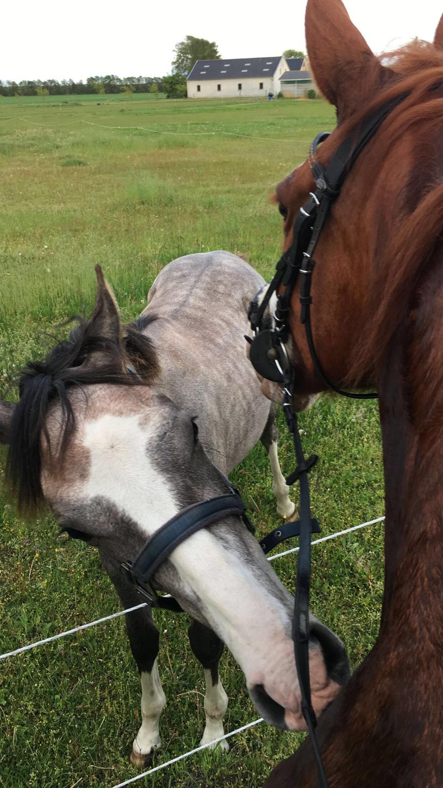 Hollandsk Varmblod Mr. HotchiPotschi - Seebach med min anden hest Delia  billede 5