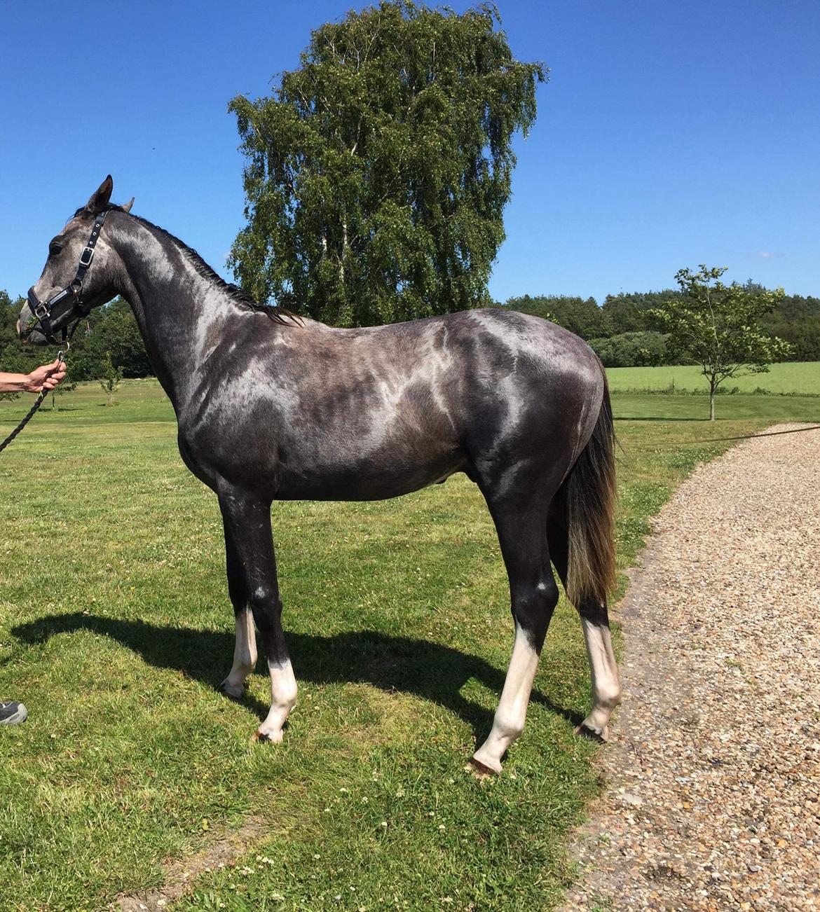 Hollandsk Varmblod Mr. HotchiPotschi billede 8