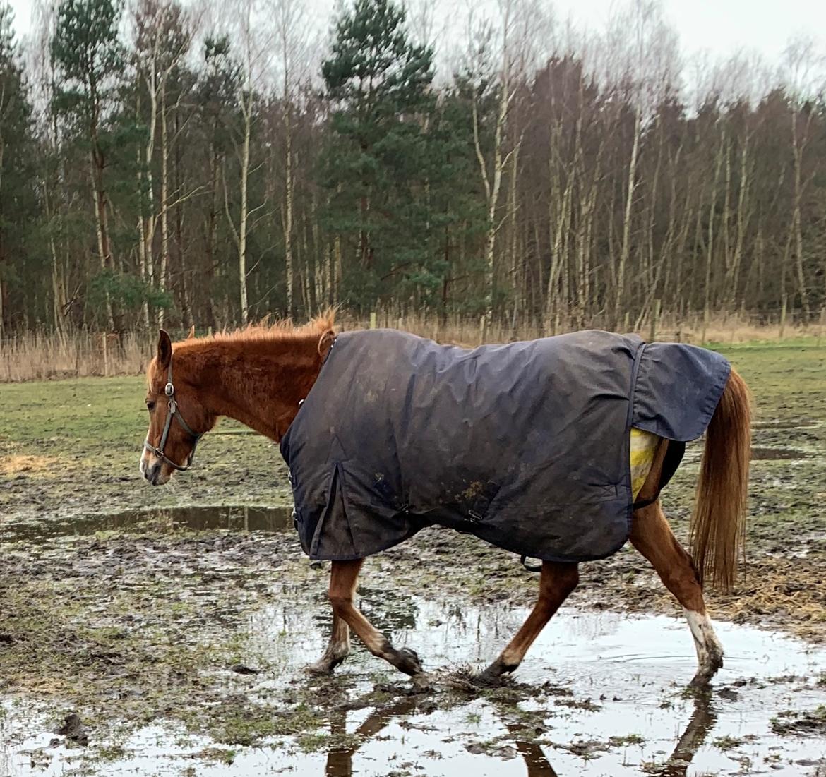 Anden særlig race Tidliger part Bindie r.i.p den smukkeste stjerne billede 11