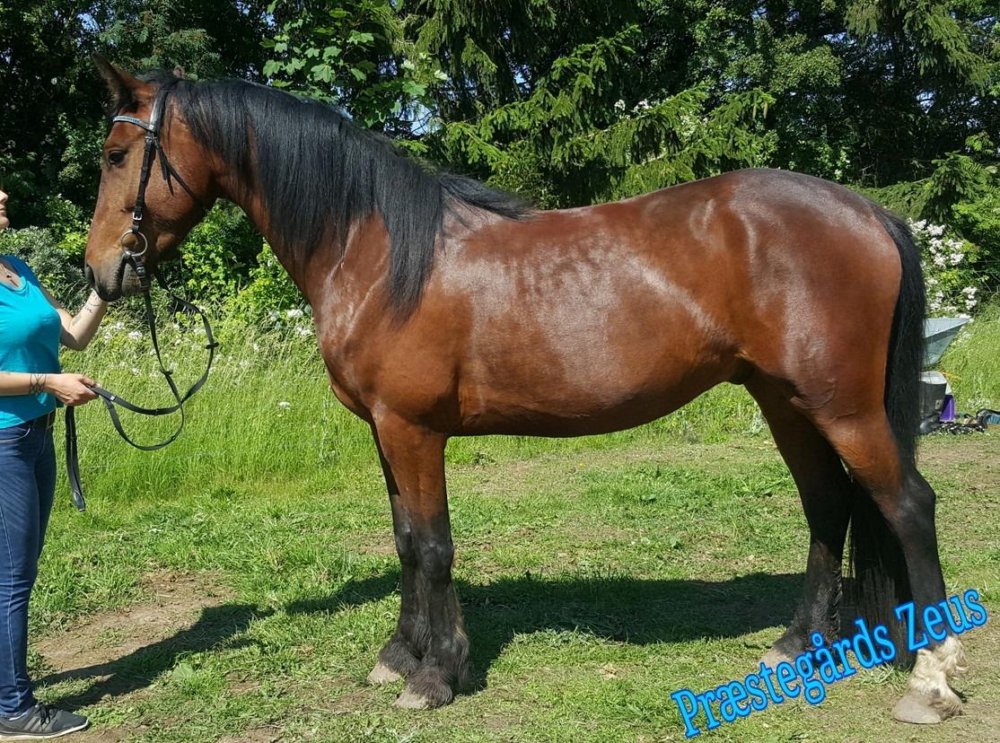 Barockpferd Præstegårds Zeus billede 2