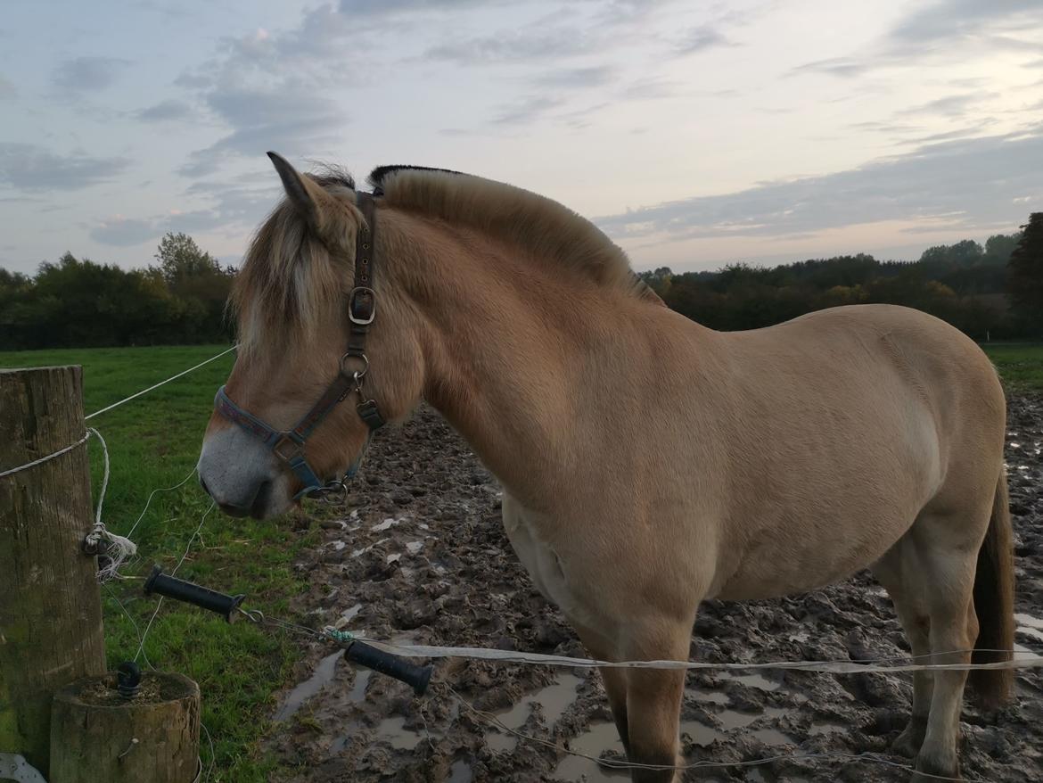 Fjordhest Filsø Ø Gilbert billede 1