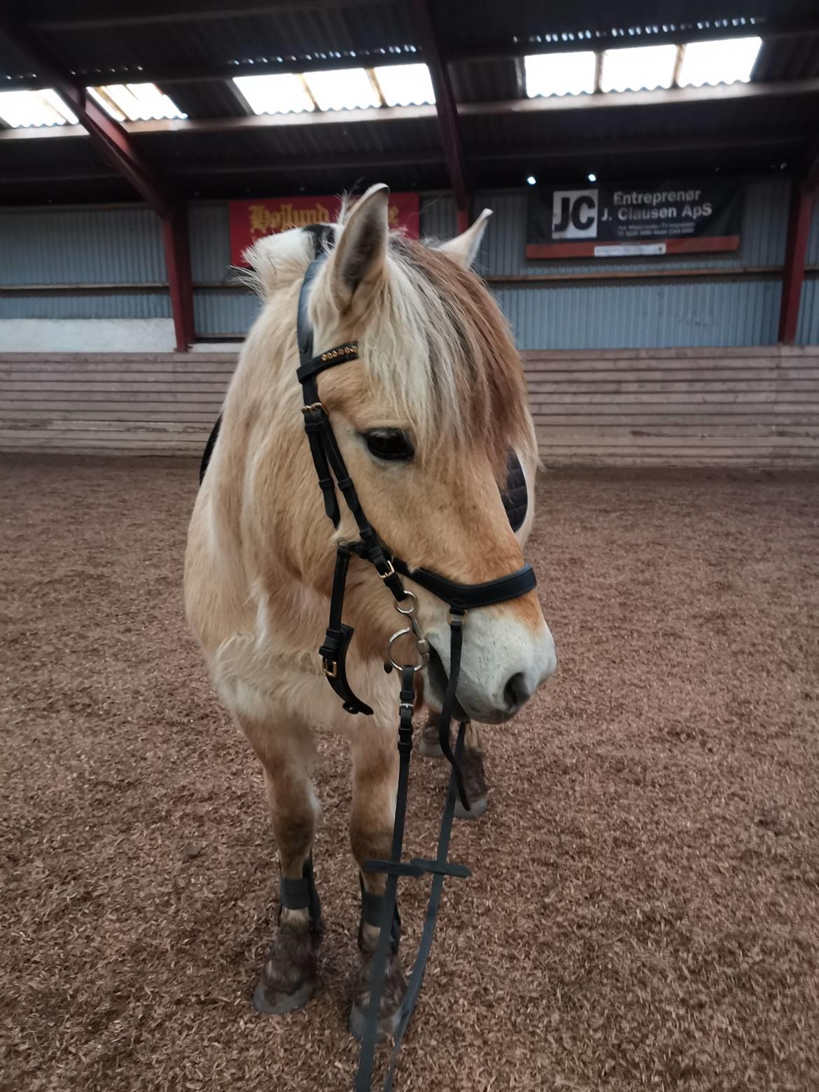 Fjordhest Filsø Ø Gilbert billede 2