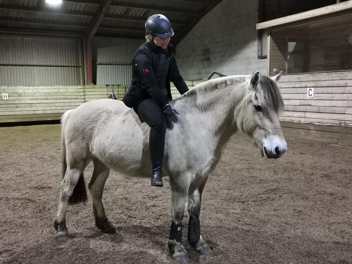 Fjordhest Filsø Ø Gilbert billede 3