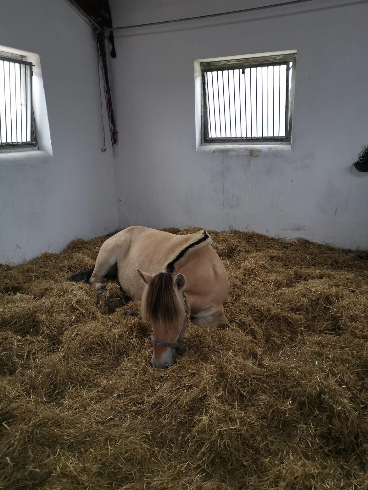 Fjordhest Filsø Ø Gilbert billede 5